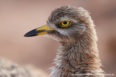 Stone curlew close up