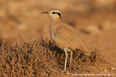 Cream colored courser, Canaries Spain
