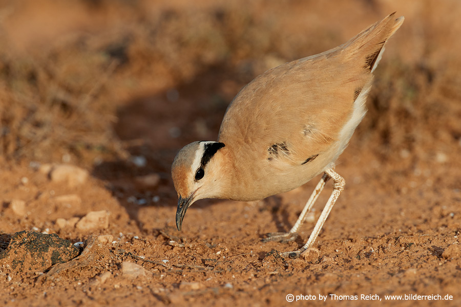 Rennvogel in Wüste