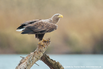 White-tailed sea eagle perch