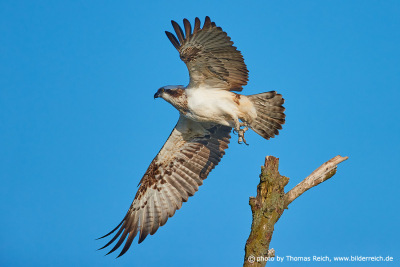River hawk in flight