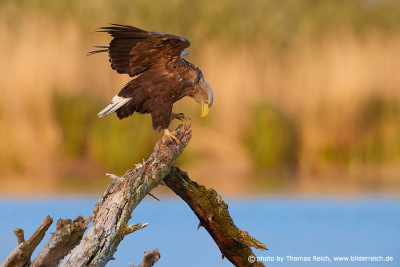 Natural habitats of White-tailed Eagles