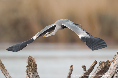 Flying Gray heron