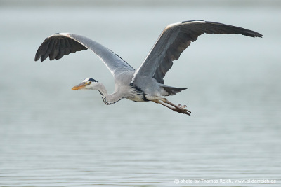 Grey heron flight image