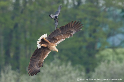 Crow attacks white-tailed eagle