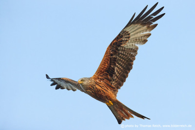 Red Kite bird in Mecklenburg-Vorpommern