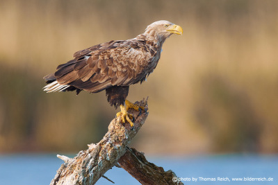 White-tailed Eagle in Germany