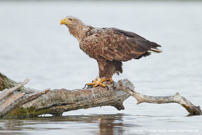 White-tailed eagle sits on gnarled branch