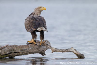 Adult White-tailed eagle perch