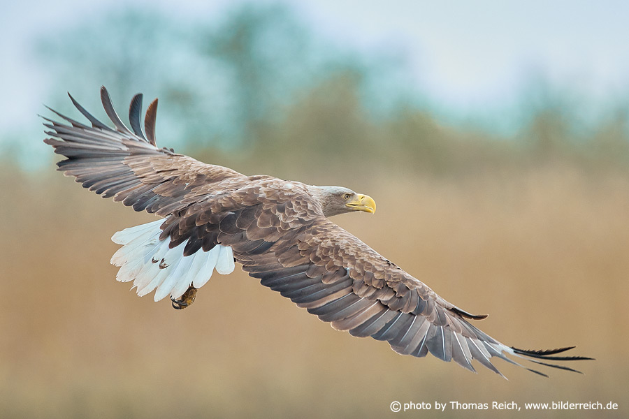Flying White-tailed eagle view from behind