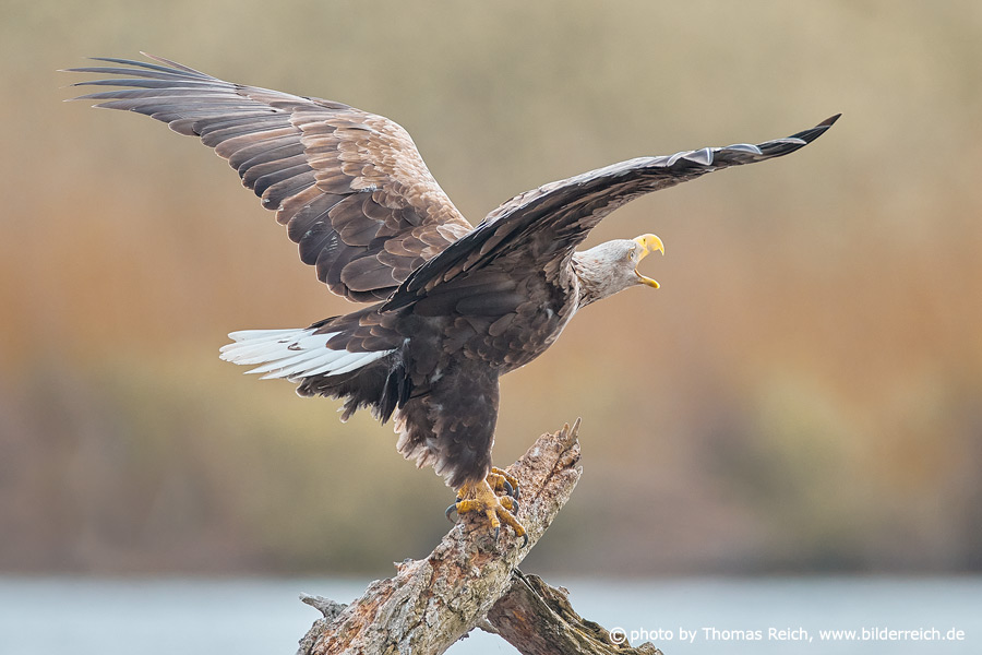 White tailed Eagle sounds