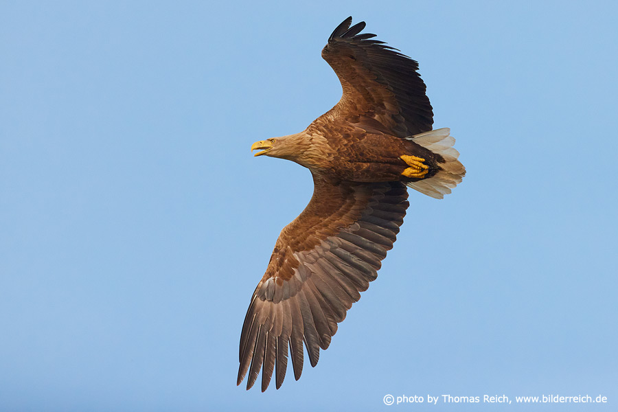 Flying White-tailed Eagle from below