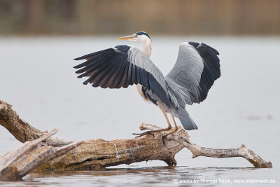 Grey heron stretches out wings
