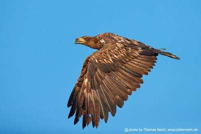 White-tailed eagle youth plumage