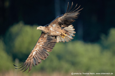 Flying white-tailed eagle edge of forest