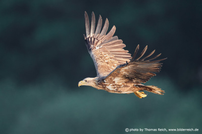 White-tailed sea eagle feathers