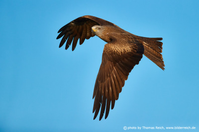 Hunting Black Kite in flight