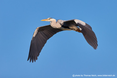 Grey heron flying in blue sky