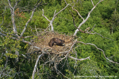 Eagle nest in Germany