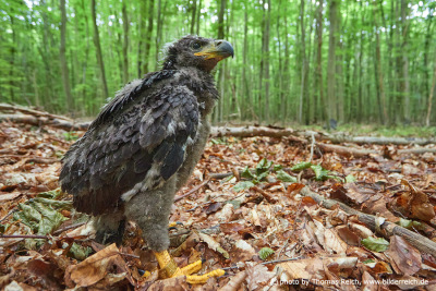 White-tailed sea Eagle nestling forest