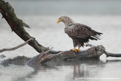 Standing White-tailed sea eagle