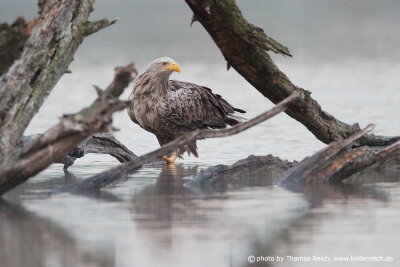 White-tailed Eagle stands on the shore of the lake