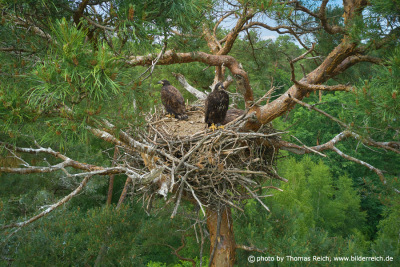 White-tailed eagle nest with young birds