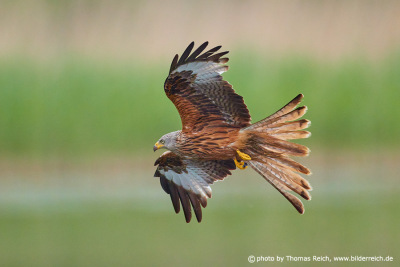 Red Kite bird appearance