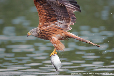 Red Kite with fish