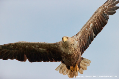 White-tailed sea eagle fixes prey