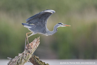 Grey Heron starts to fly