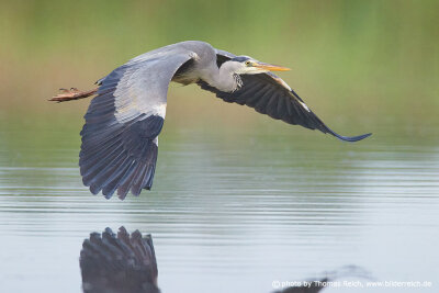 Grey heron in flight over lake