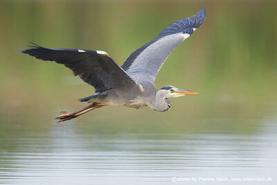 Grey heron in flight over pond