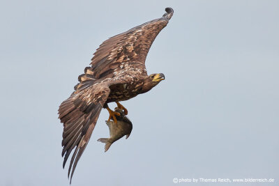 White-tailed Eagle snatched fish