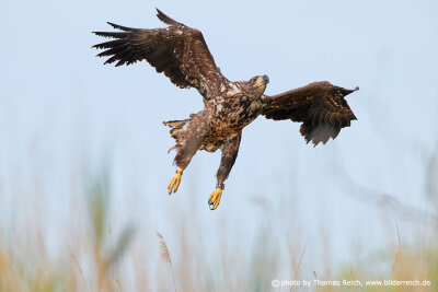 White-tailed eagle approaching