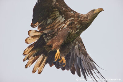 Young white-tailed eagle up close