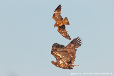 Black kite attacks white-tailed eagle in flight