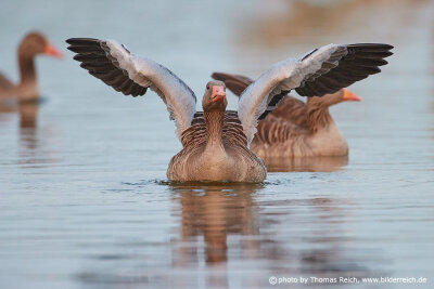 Greylag goose swimming