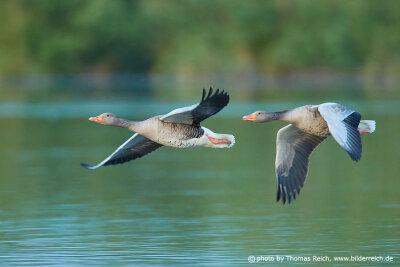 Greylag Geese flight picture from the side