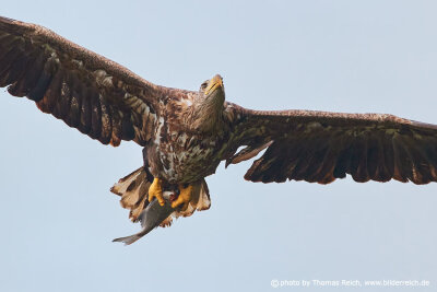 White-tailed Eagle with prey