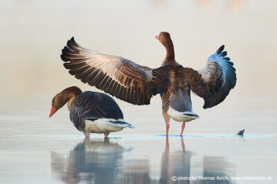 Greylag Geese with wide open wings