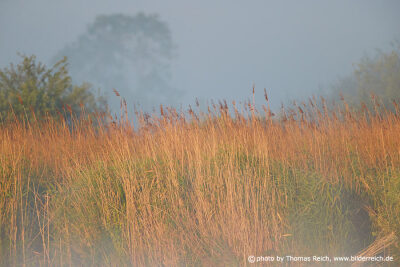 Reed plants in autumn