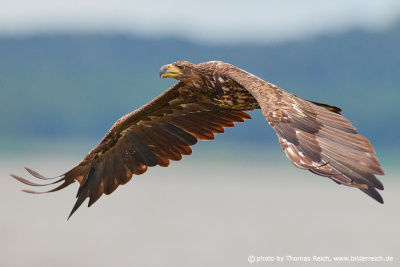 White-tailed sea eagle young bird flight photo frontal