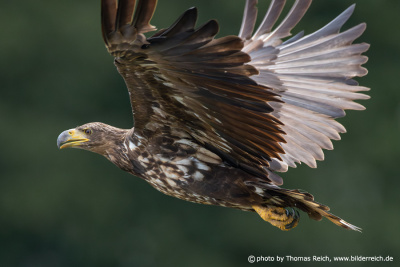 Plumage bird of prey white-tailed eagle