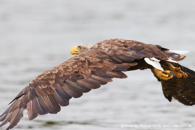 White-tailed sea eagle North Germany