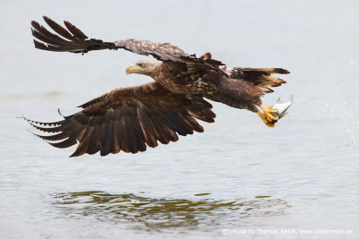 White-tailed Eagle hunt