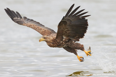 White-tailed sea eagle grasping a fish Germany