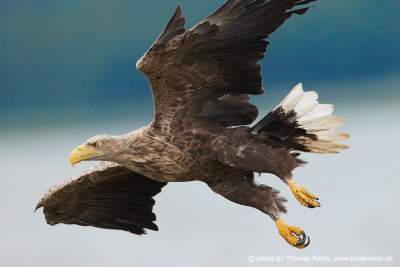 White-tailed eagle close in flight