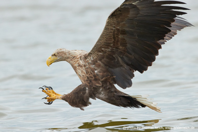 White-tailed sea eagle snatching fish
