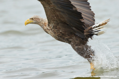 White-tailed sea eagle grasps fish water surface